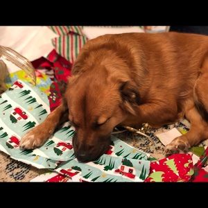 Meet your Posher, Daisy